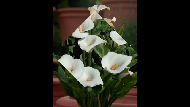 ЦАНТЕДЕСКИЯ, или КАЛЛА  (ZANTEDESCHIA -  CALLA )  сем. Ароидные