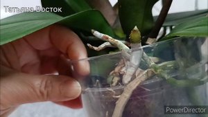 Причина быстрого роста прикорневых деток на орхидее !!!🌿🍀