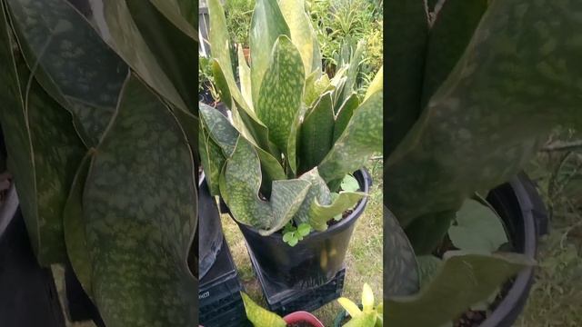 Plantof the Day: SANSEVERIA  Dracaena MASONIANA CONGO WHALEFIN