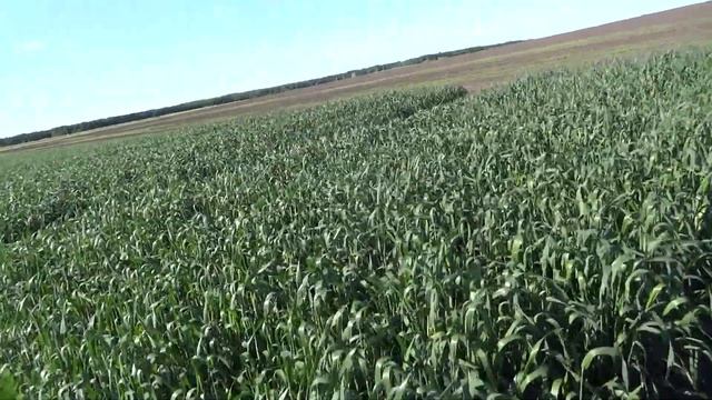 Яровая пшеница, сорт Ликамеро (05.06.19) смотреть онлайн