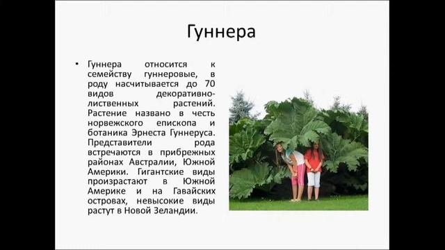 Цветы–великаны