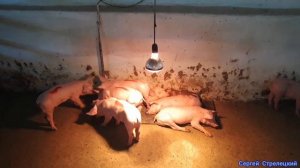 Какой же лучше!Что выбрать.Обогрев поросят.