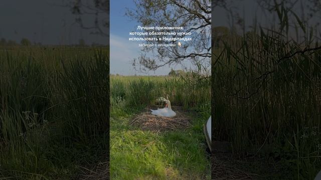 Собрала список полезных приложений для недавно переехавших в Нидерланды ✨