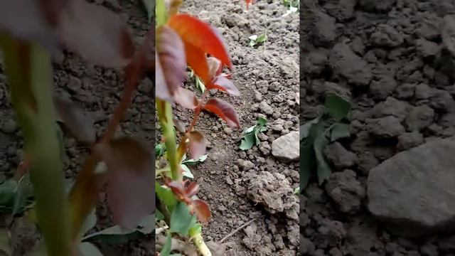 Превращение куста шиповника в саженец розы.
