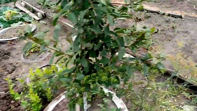 подготовка грядки под клубнику. смотреть онлайн