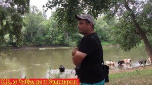 Рыбалка на реке Кинель в Самарской области, ловим подлещиков, пришли в гости коровы на водопой.