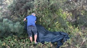 Самый быстрый и простой способ собрать дикий кизил. Собираем кизил, грибы в Крыму на Караби-яйле.