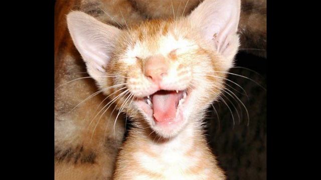 Смешные фото зверей./Funny photo animals. смотреть онлайн