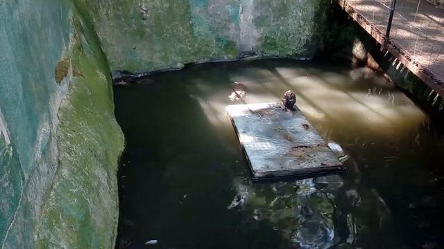 Крым. Ялта. Бобры. смотреть онлайн