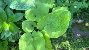 Крупные хосты - «монстры среди нас»! ?