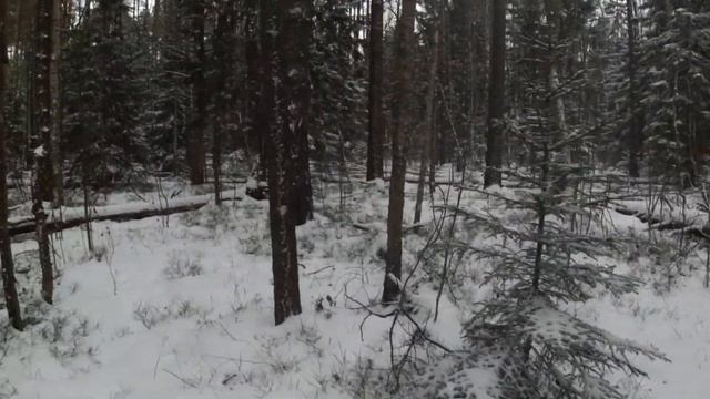 Однодневный поход Ногинск–Авдотьино по маркированному маршруту Rutrail [26.12.2020]