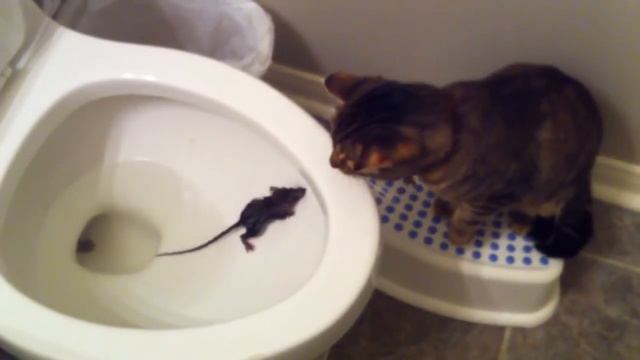 Кошка ловит мышь в унитазе!!! смотреть онлайн