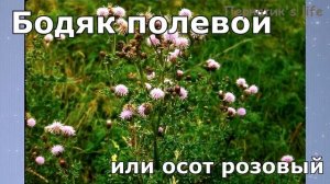 СПИСОК ДИКОРАСТУЩЕЙ ЗЕЛЕНИ ДЛЯ ПОПУГАЯ. Часть 1. Трава, зелень для попугая. Чем кормить попугая.