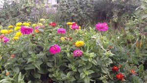 посадка войлочной вишни семянами