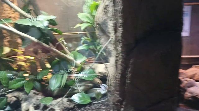 ЭЛИ МИКИ ЗОО ПАРК ЗМЕИ смотреть онлайн