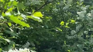 толстянка. денежное дерево. почему называют убийцей это дерево?
