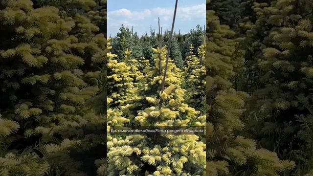 Необычные елочки для вашего сада