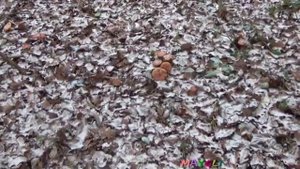Какие грибы растут в ноябре.  Ложные Вешенки. Грибы Крепидоты.