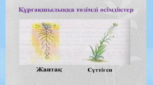 2-сынып. Жаратылыстану. Өсімдіктер