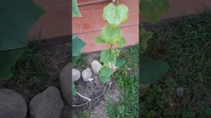 Повреждения винограда цикадкой