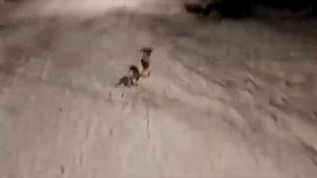 Джек Рассел терьер и бутылка