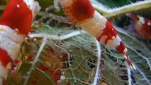 Креветки Красный Кристалл (Crystal Red Shrimp).