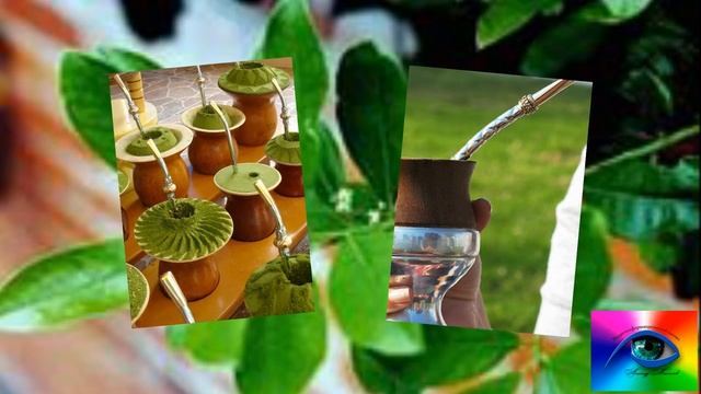 Чай Мате уникальные целебные свойства рецепты приготовления смотреть онлайн