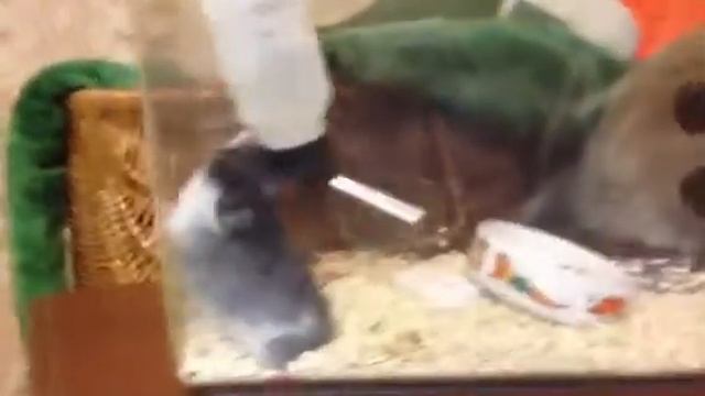 Хомяк атакует поилку смотреть онлайн