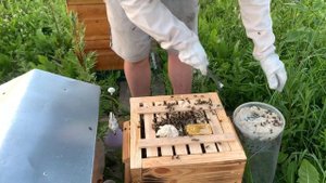 Заселение бессотового пчелопакета в не стандартный улей или колоду.