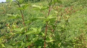 Ежевика Бжезина. Замечательный польский сорт, который пережил морозы и отсутствие снега без укрытия