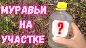 Как я очистила участок от муравьёв