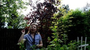 Декоративные клены: как эффектно отгородиться от соседей! Красный клен, клен друммонди