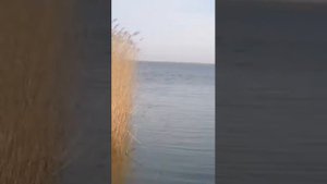 Лиман Горький. Темрюк.