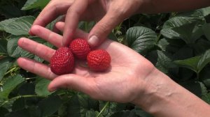 Крупноплодная земляника/ Сорт МИЦЕ ШИНДЛЕР/ Обзор-Отзыв/#strawberry #клубника #деревня #огород