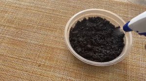 Как вырастить овёс за 1 неделю в домашних условиях