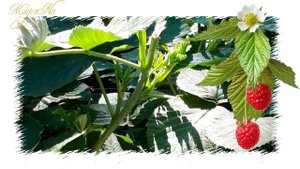 РЕМОНТАНТНАЯ МАЛИНА летом. Как делать обрезку малины. Малина после обрезки в июне. Продолжение