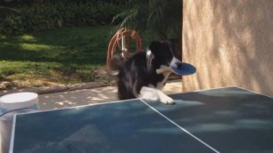 Собака играет в настольный теннис 