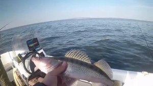 Ловля судака в Камском устье