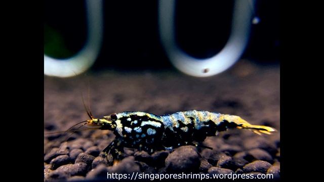 Grading Boa Shrimp from Sky Fish - What is BOA SHRIMP - Cardina Shrimp смотреть онлайн