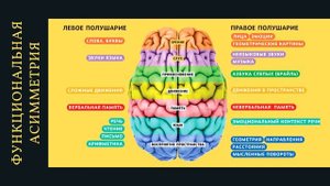 4 занятие Психологические основы безопасности жизнедеятельности человека в среде обитания