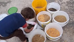 Готовим корм-смесь для грызунов