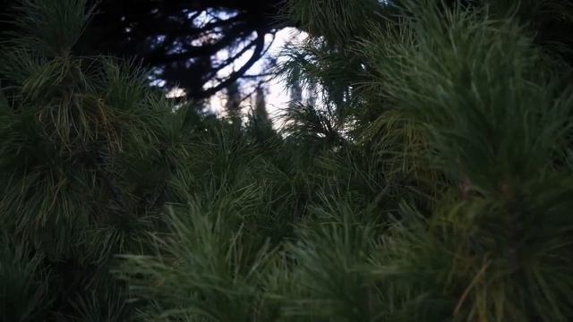 "Даша подскажет" Заколдованный лес смотреть онлайн