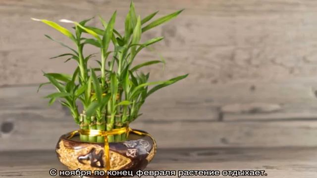 Цветок Драцена Сандера — посадка и уход