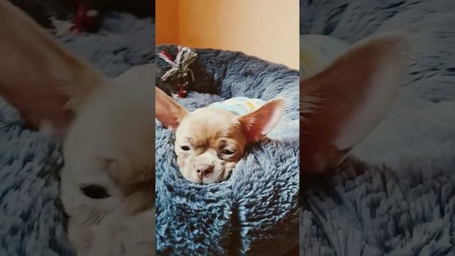 Маленькая Красавица #щенкичихуахуа #милыесобачки #чихуахуа