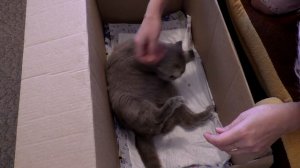 Как рожает кошка. Смотреть видео роды кошки.