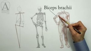 Muscles of the Body - Anatomy Master Class