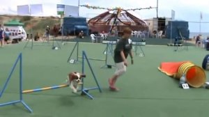 Соревнования по Аджилити  на фестивале Asia Winner.