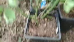 зимовка саженцев роз в парнике