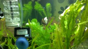 Реактор JBL ProFlora Taifun S