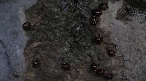 Кто занял пещеру? | Божья коровка-арлекин